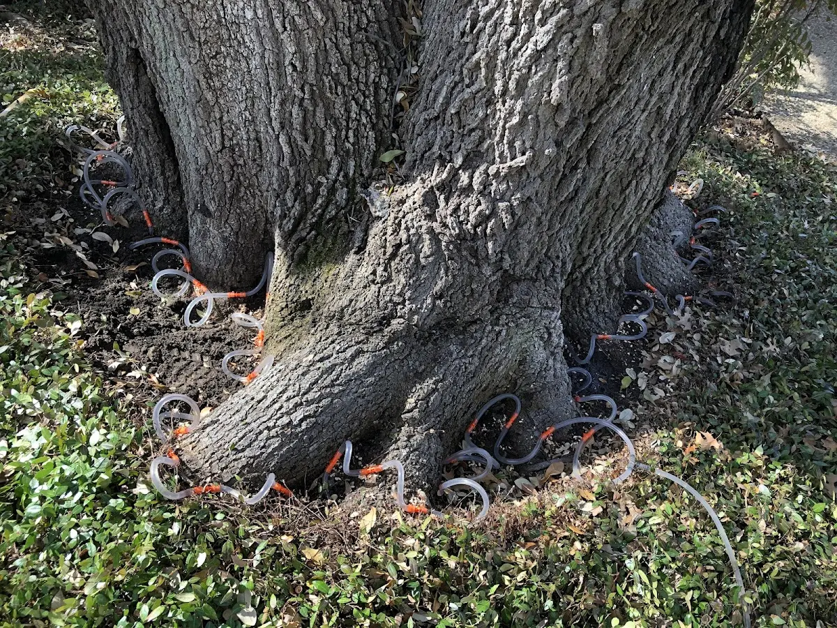 Detailed Shrub and Hedge Trimming job site in Abernathy