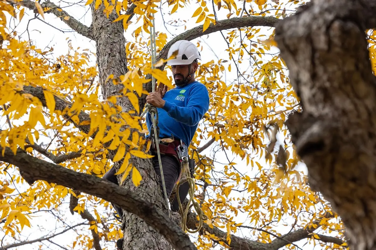 Skilled Storm Damage Cleanup crew working in Abernathy
